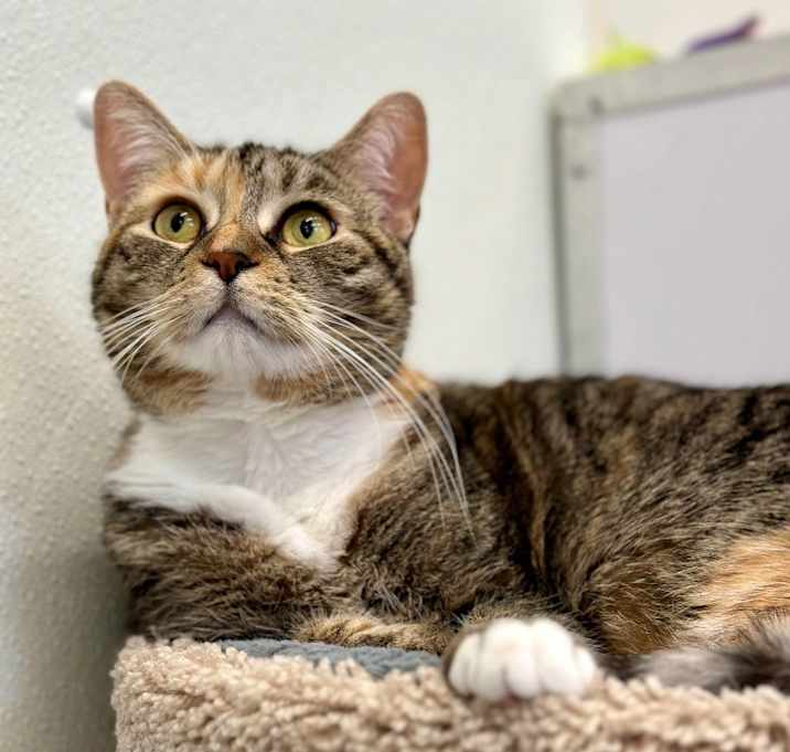 Photo of Freya (LA Raya)