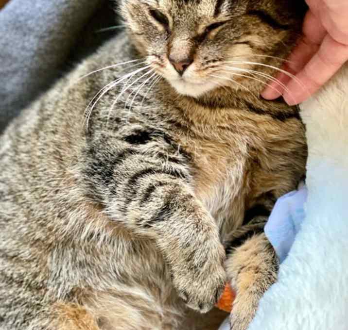 Photo of Gypsy