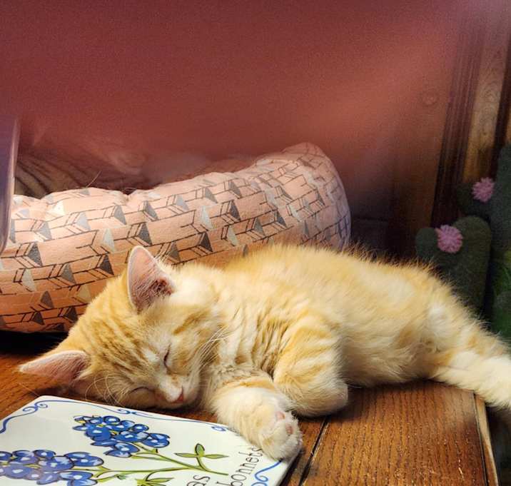 Photo of Ginger Snap
