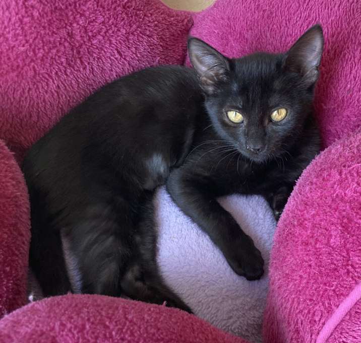 Photo of Bunny