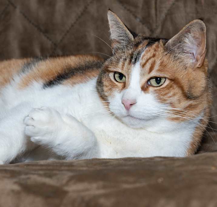 Photo of Cali