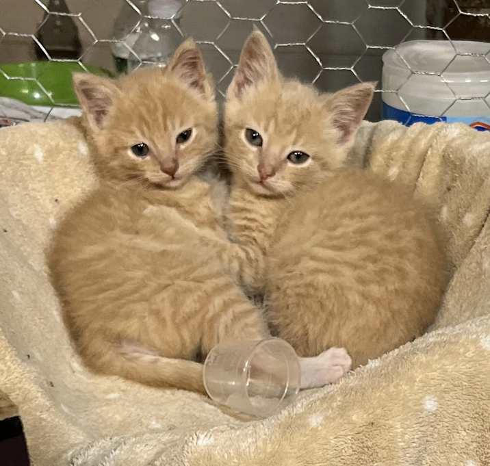 Photo of Boots and Buddy