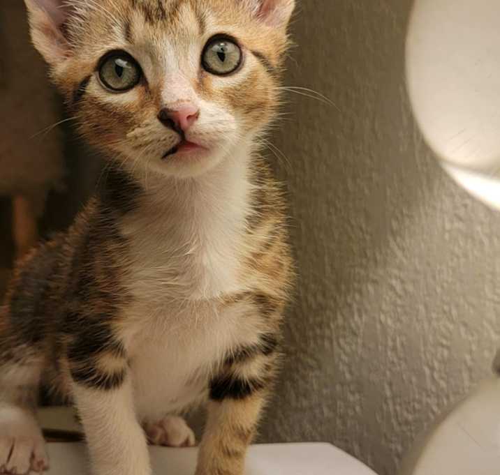Photo of Bennie