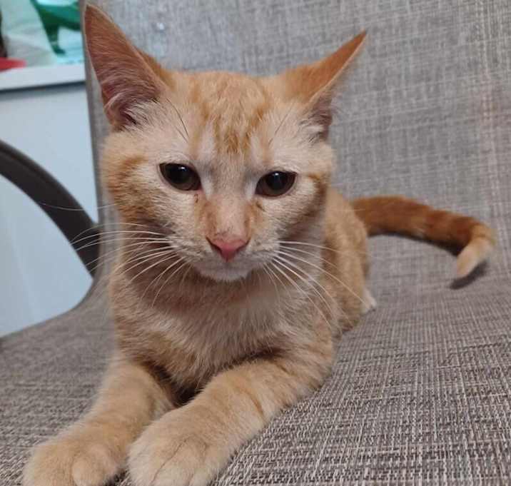 Photo of Yankee