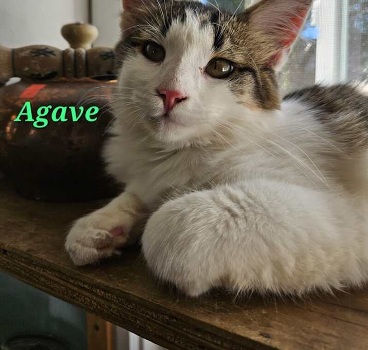Photo of Agave