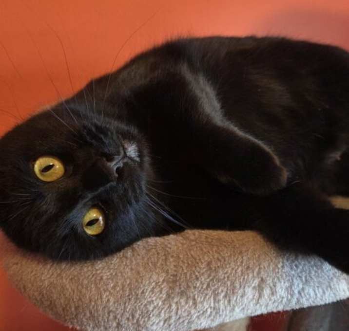 Photo of Willow