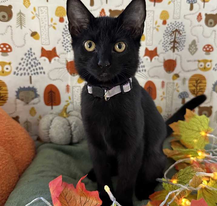 Photo of Raven