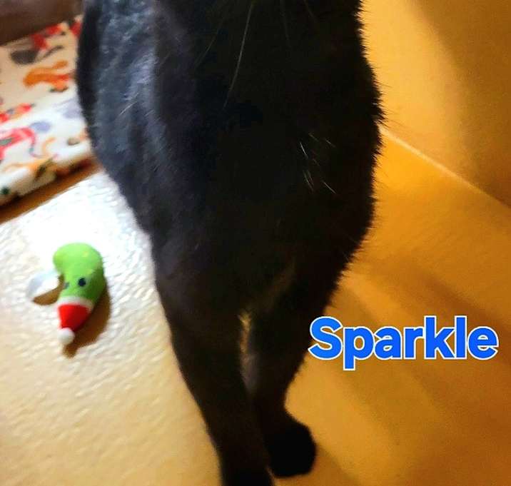 Photo of SPARKLE