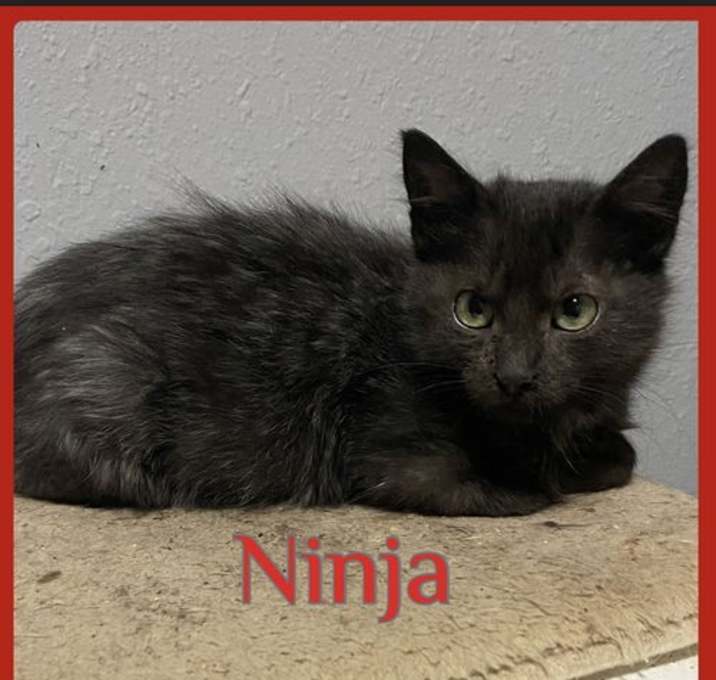 Photo of NINjA