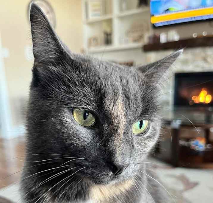 Photo of Sadie