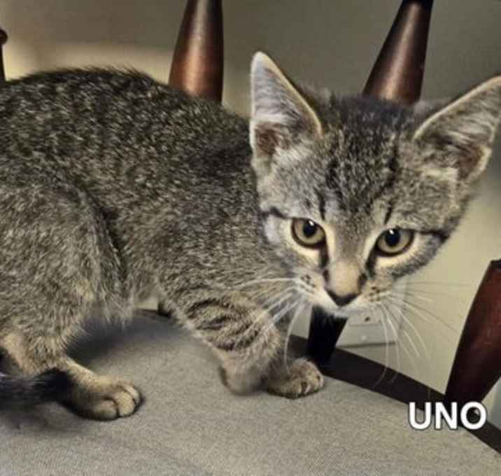 Photo of Uno