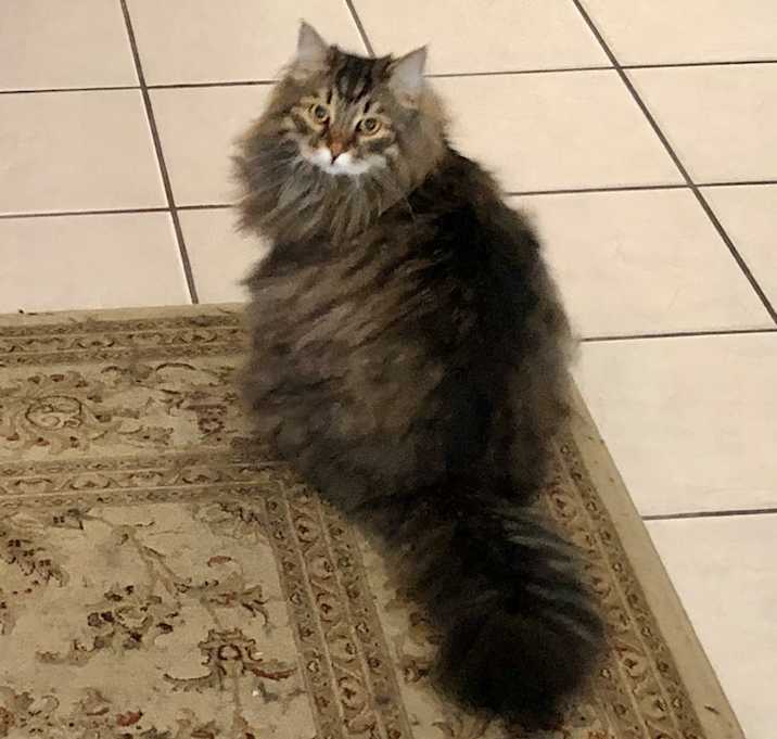 Photo of Tiger (Fostoq)