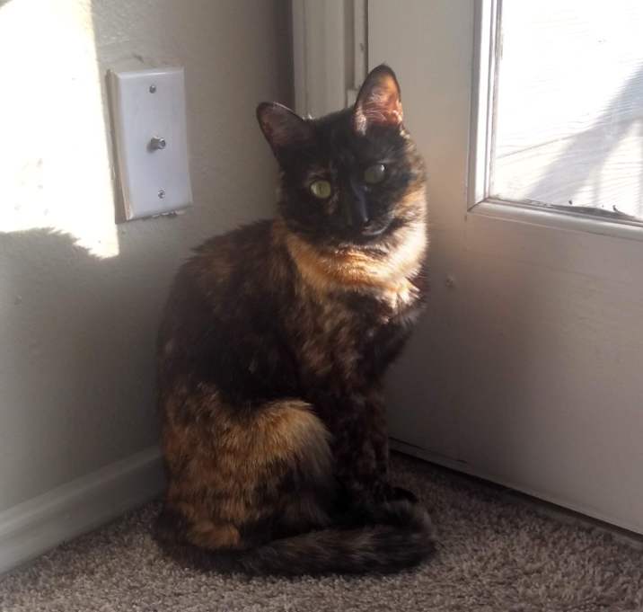 Photo of Olive