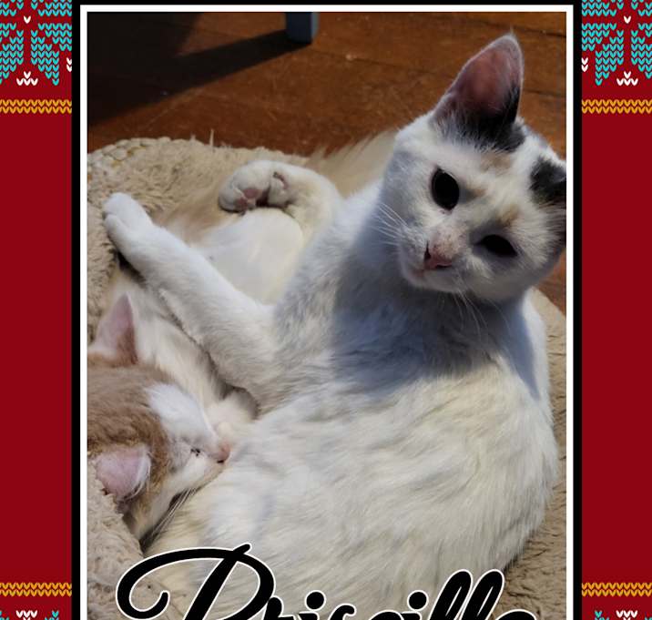 Photo of Priscilla