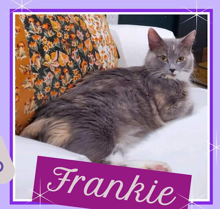 Photo of Frankie