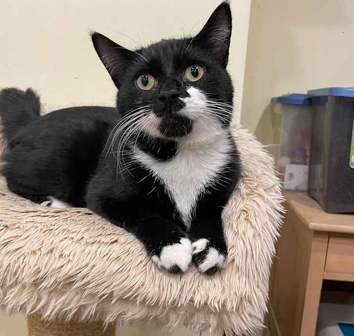 Photo of Sylvester