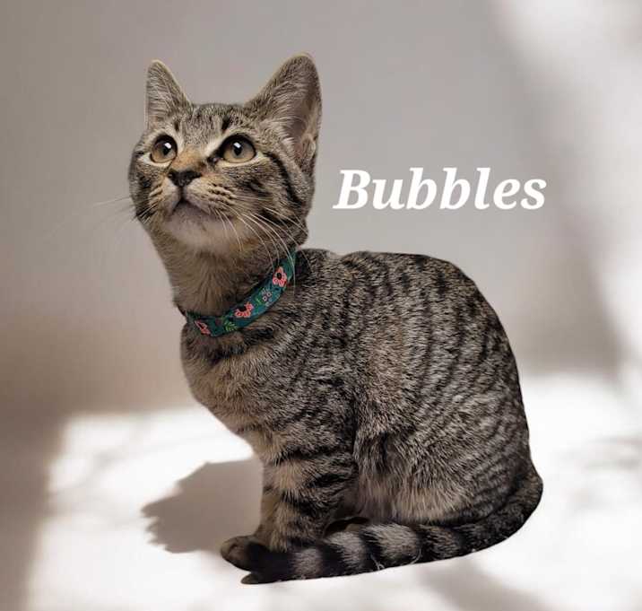 Photo of Bubbles #2