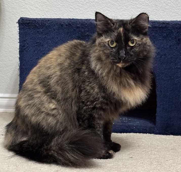 Photo of Cashmere