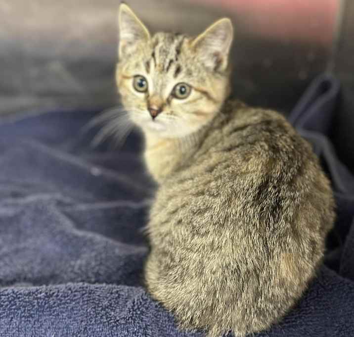 Photo of Emmy Lou