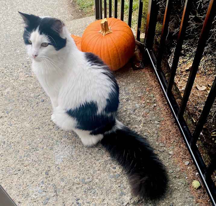 Photo of Puff