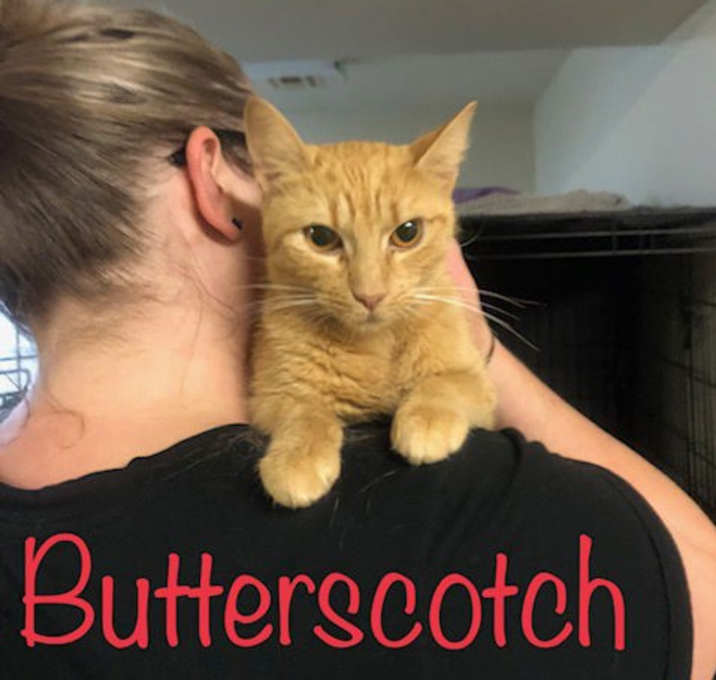 Photo of Butterscotch
