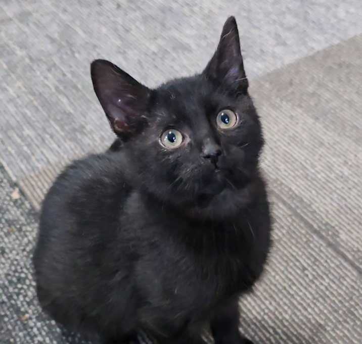Photo of Emo
