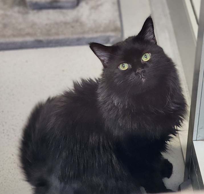 Photo of Jango