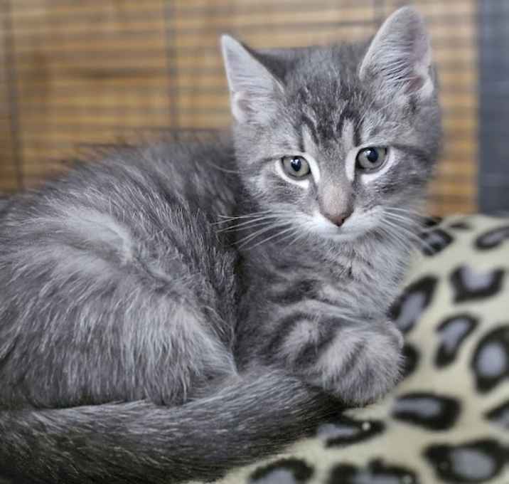 Photo of Sassy