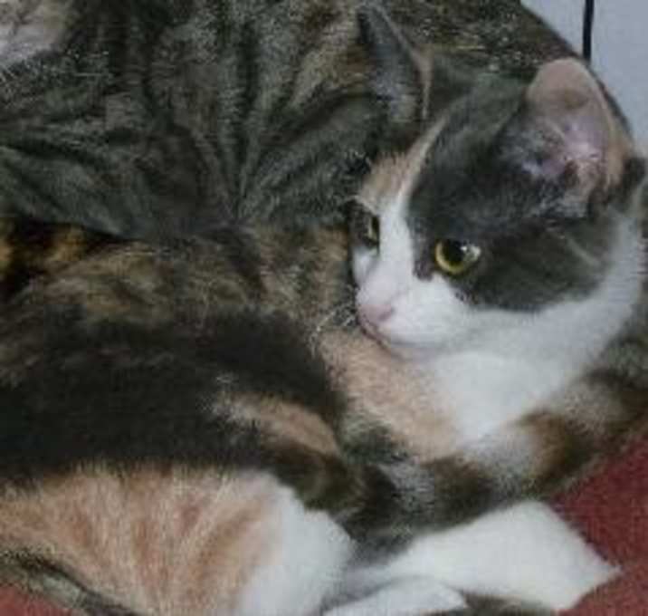 Photo of Precious