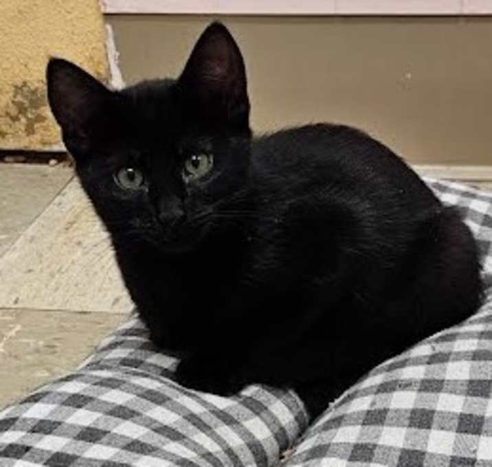Photo of Fig
