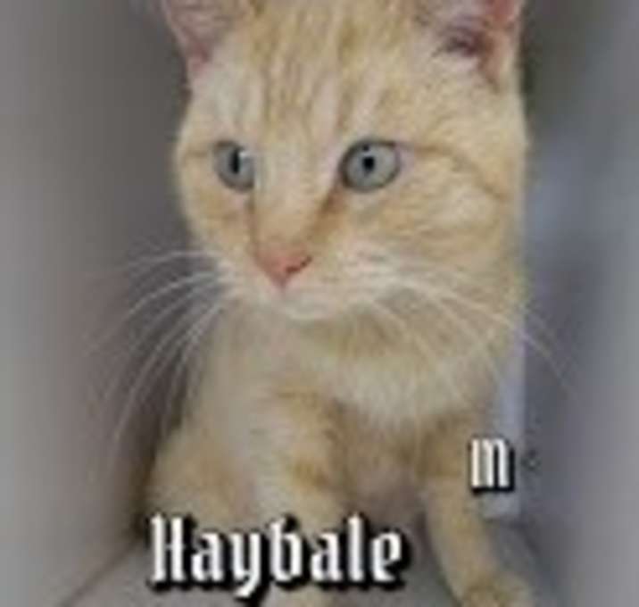 Photo of Hay Bale