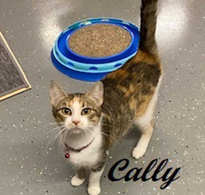 Photo of Cally