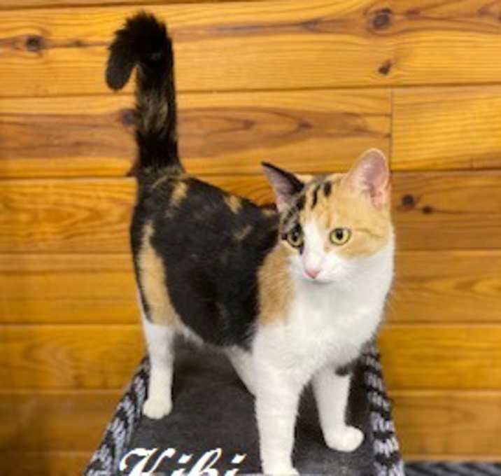 Photo of Kiki