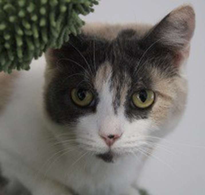 Photo of Trinket