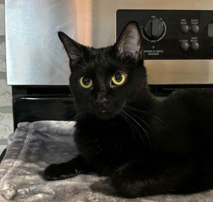 Photo of Gordita