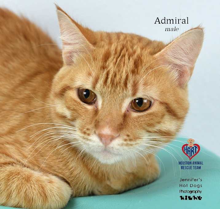 Photo of Admiral