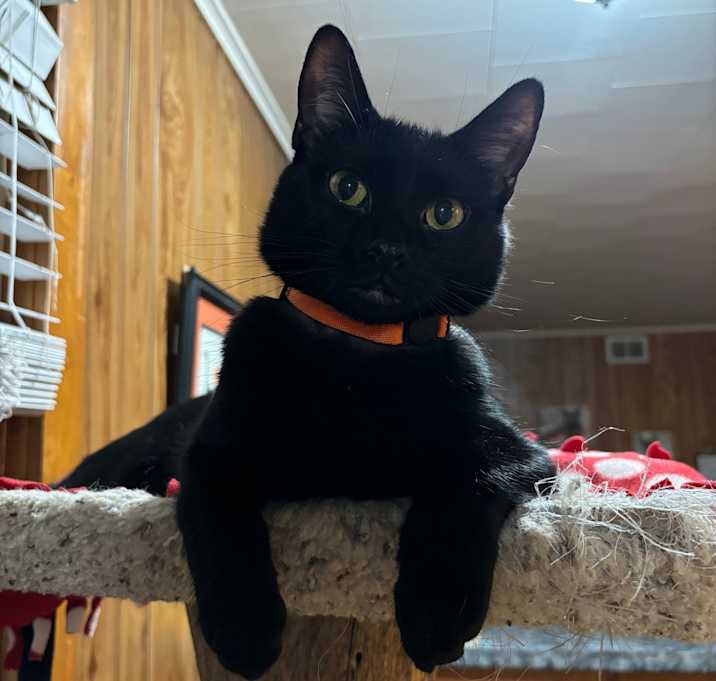 Photo of Chalupa