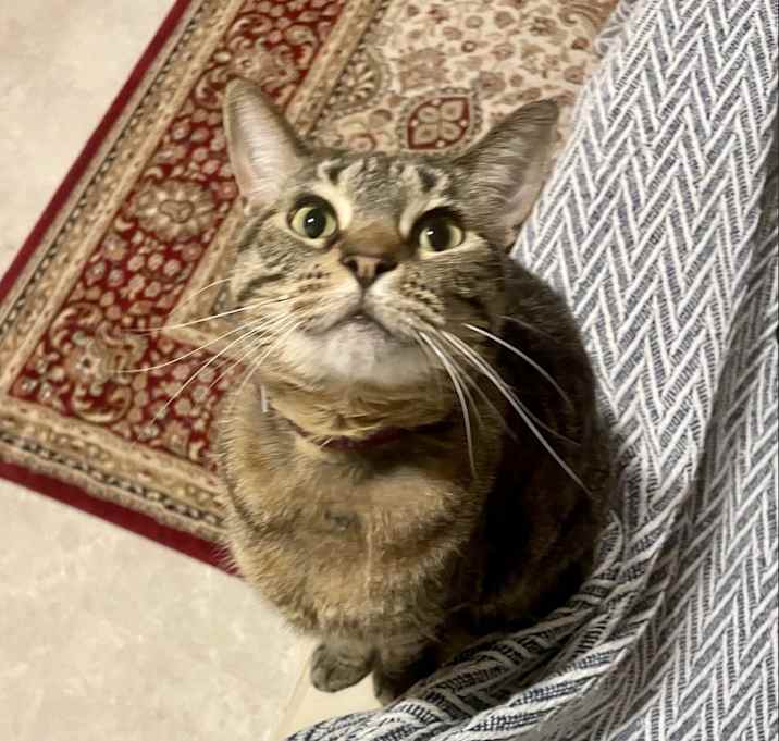 Photo of Zulu