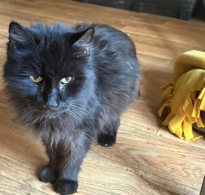 Photo of Panther