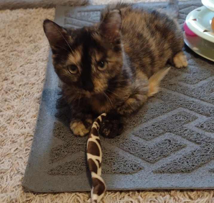 Photo of Missy