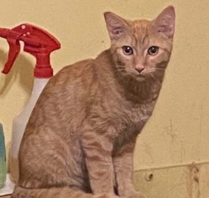 Photo of Garfield