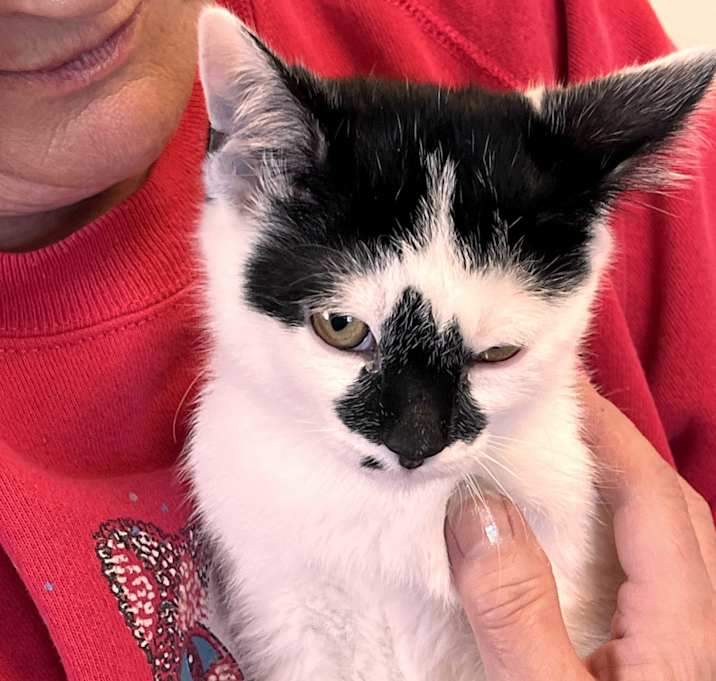 Photo of Michelle B's litter
