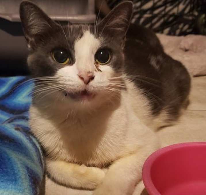 Photo of Houdini the Lady