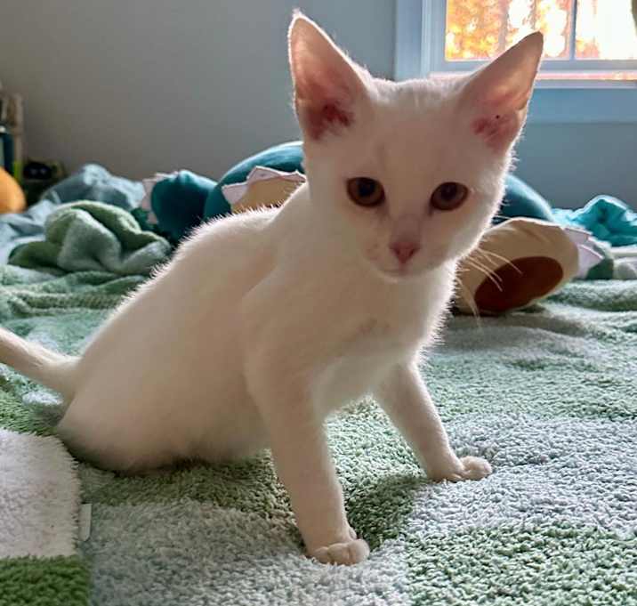 Photo of Dobby