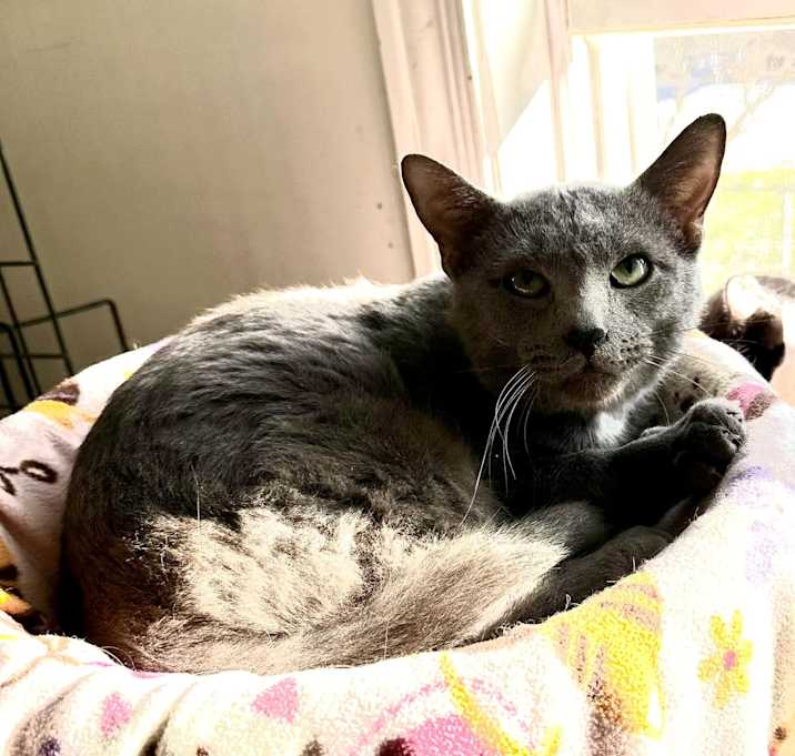 Photo of SKIPPER