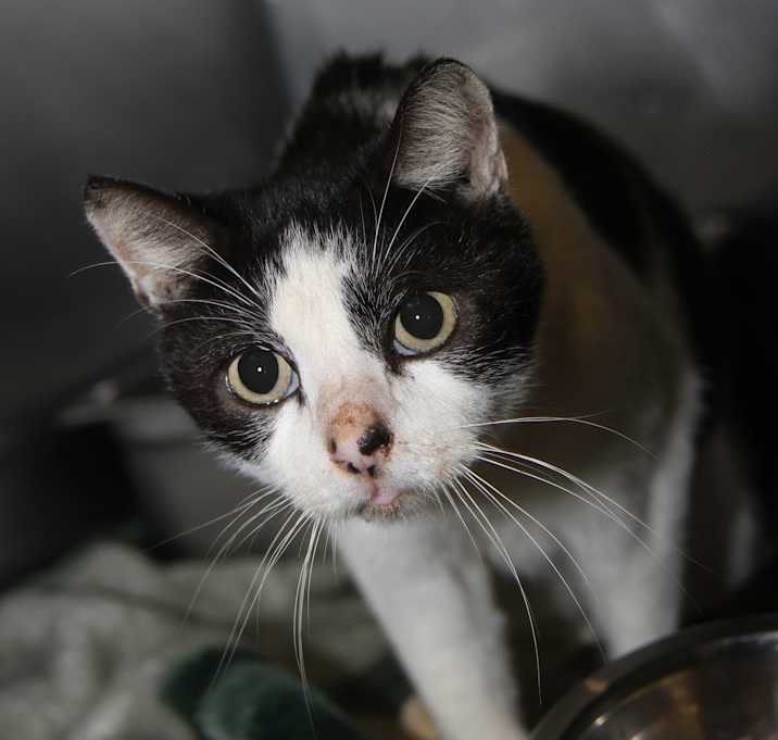 Photo of Chubby (Neutered)