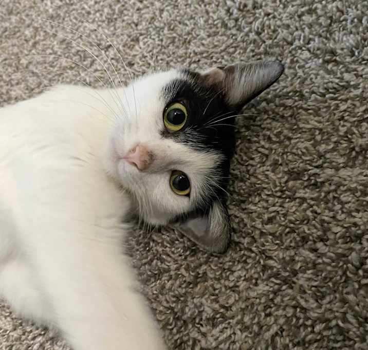 Photo of Merry