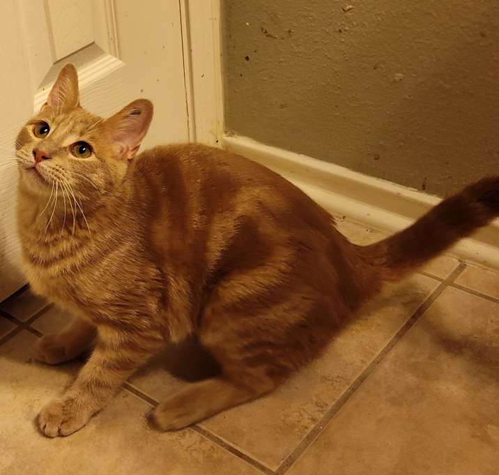 Photo of Peanut