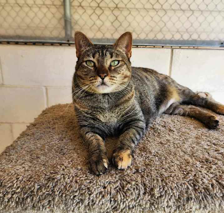 Photo of Merlot