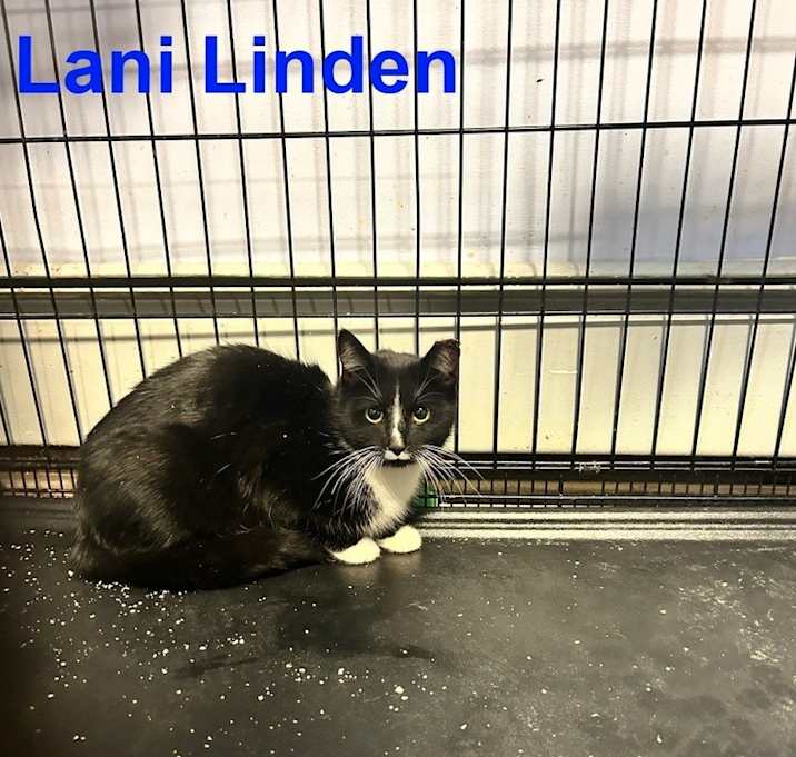 Photo of Lani Linden